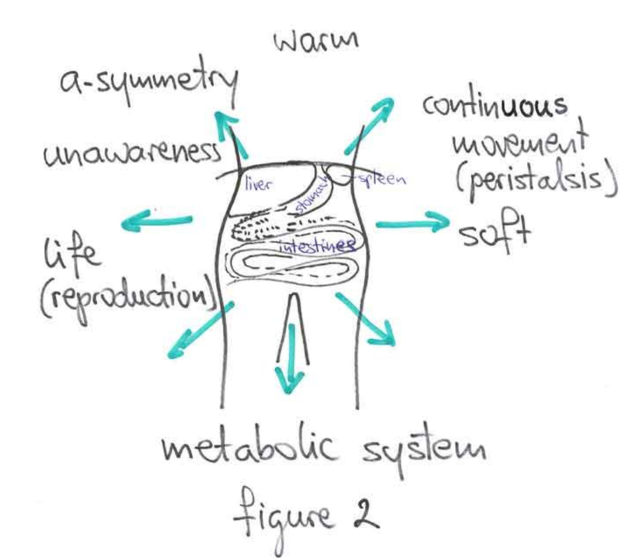 Explanatory drawing by Robert Gorter 
When one takes a look at the two regions of the head and the abdomen, it becomes 